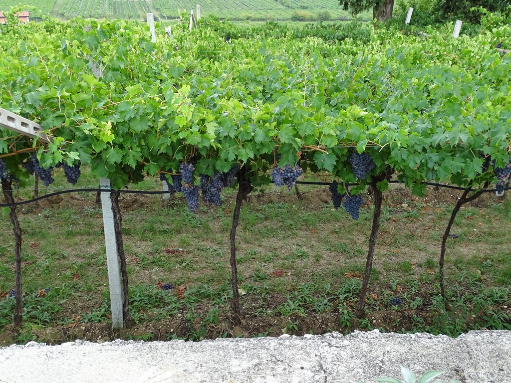 136.jpg