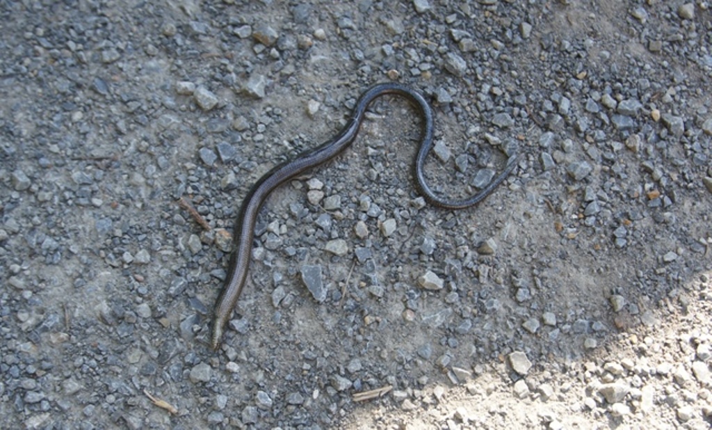163.jpg